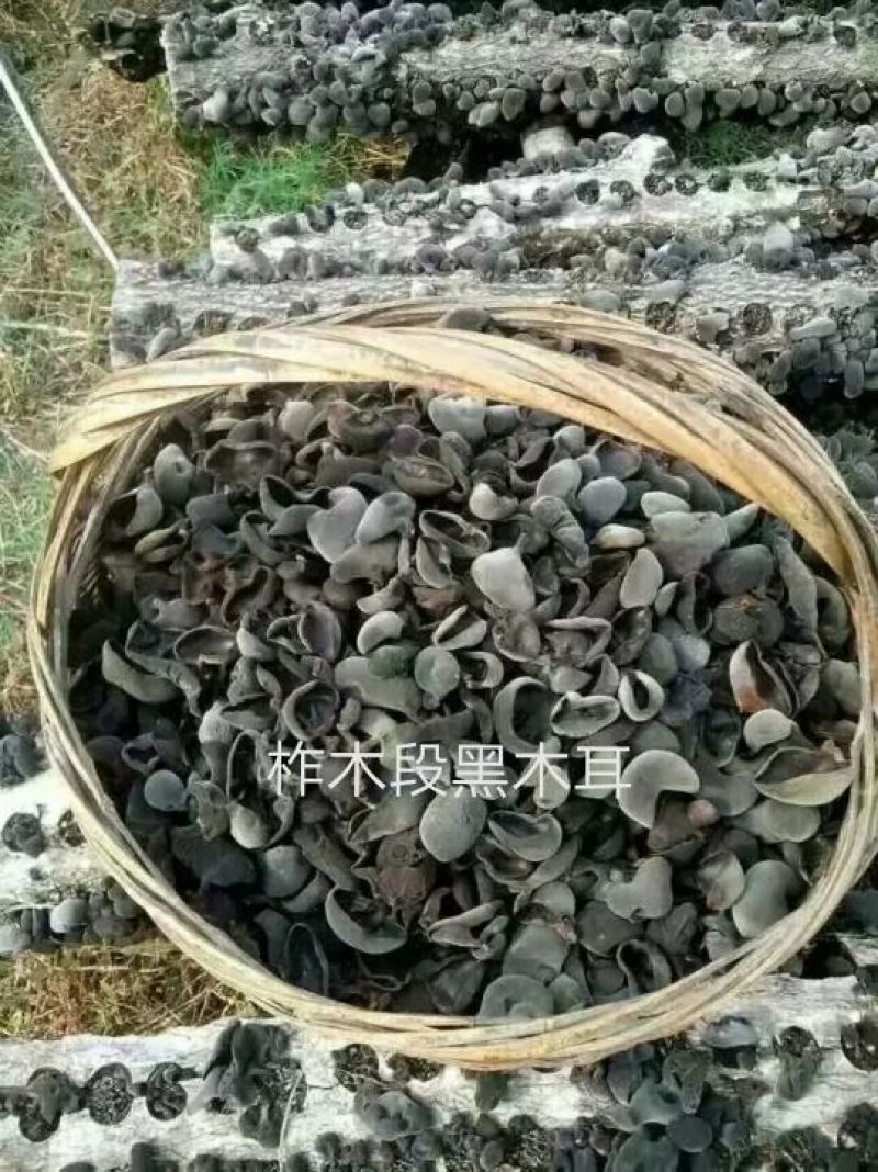 黑木耳特级柞木秋木耳一斤起卖包邮产地直供当天发货