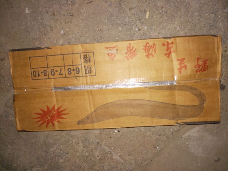 刀鱼食用冻鱼