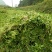 豆瓣菜放心菜