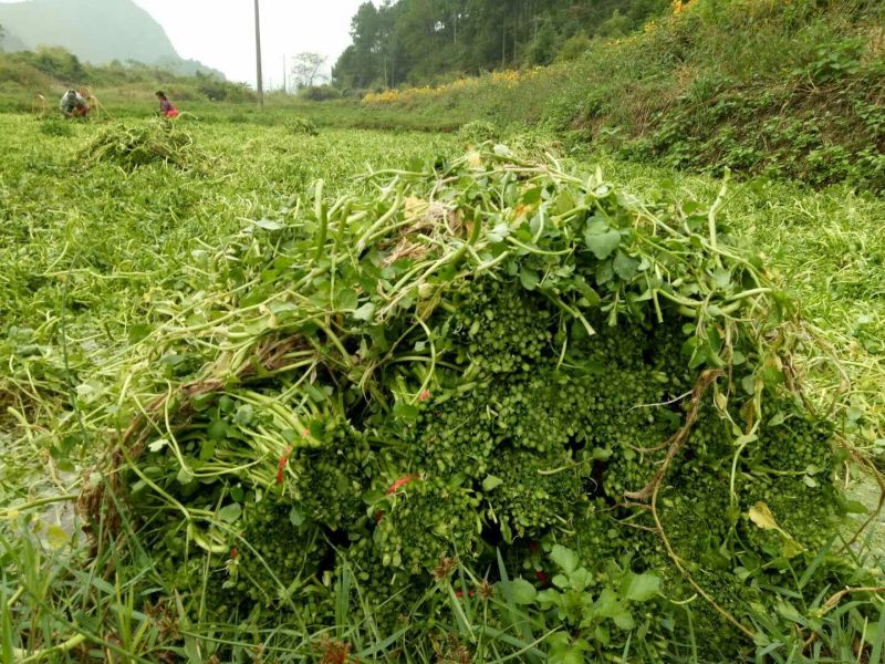 豆瓣菜放心菜