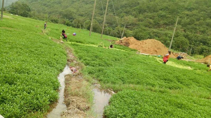 豆瓣菜放心菜