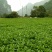 豆瓣菜放心菜