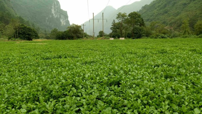 豆瓣菜放心菜