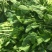 豆瓣菜放心菜