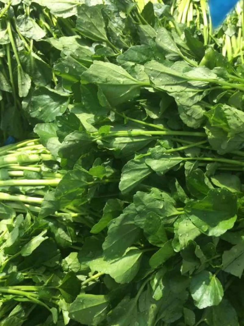 豆瓣菜放心菜