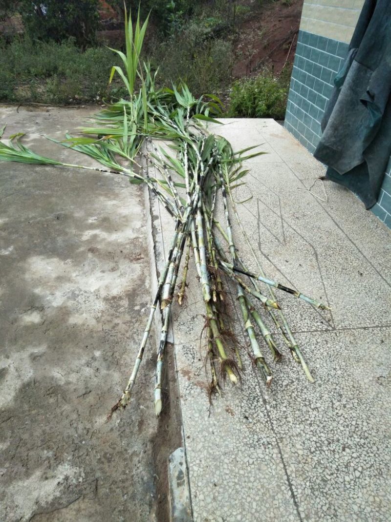 皇竹草种苗，自产自销，繁殖率高，欢迎大家订购