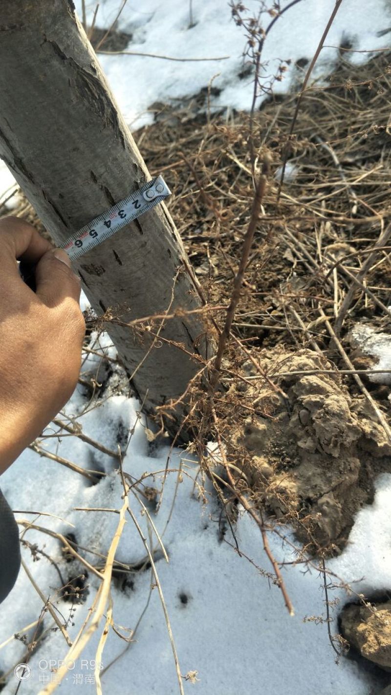 梨树8~10cm1.5~2米