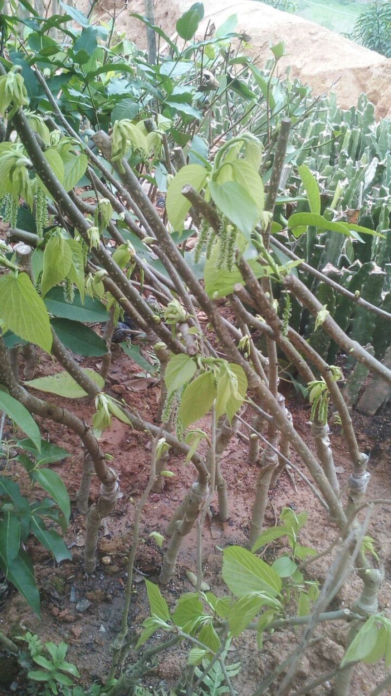 长果大果桑树苗质量保障一手货源基地直发欢迎来电合作