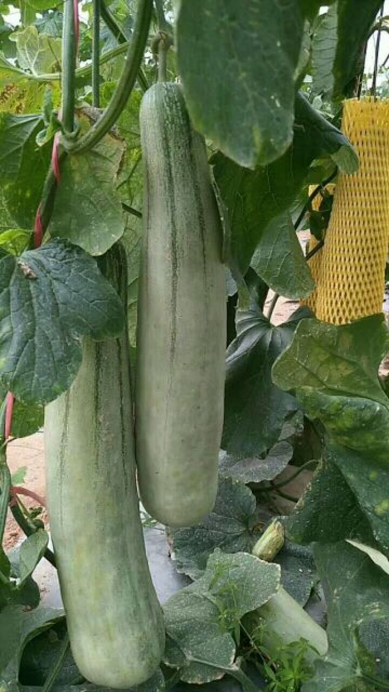 羊角蜜甜瓜，大量供应精品，新鲜采摘，产地直供