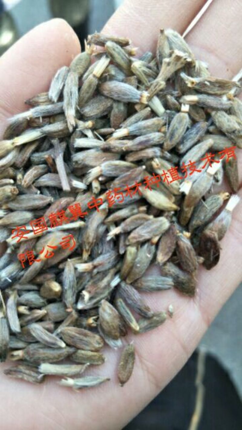 白术种子接受预定改良白术河北改良白术种子