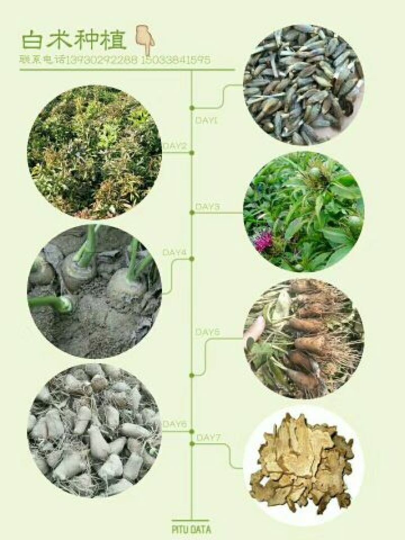白术种子接受预定改良白术河北改良白术种子