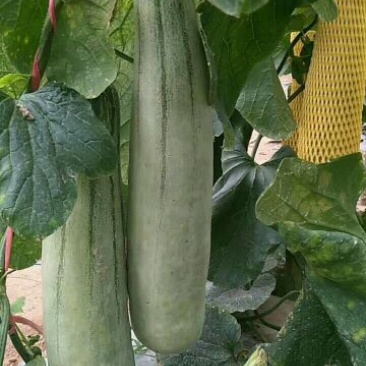 羊角蜜甜瓜，大量供应精品，新鲜采摘，产地直供