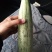 羊角蜜甜瓜，大量供应精品，新鲜采摘，产地直供