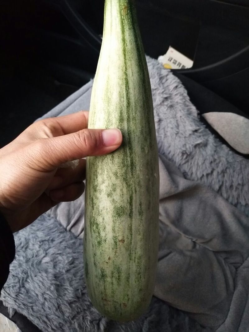 羊角蜜甜瓜，大量供应精品，新鲜采摘，产地直供