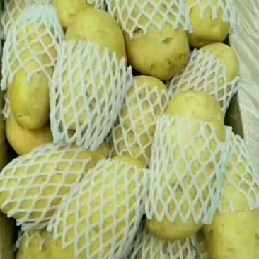 土豆货源地，大量出售，土豆色泽均匀，质优价廉