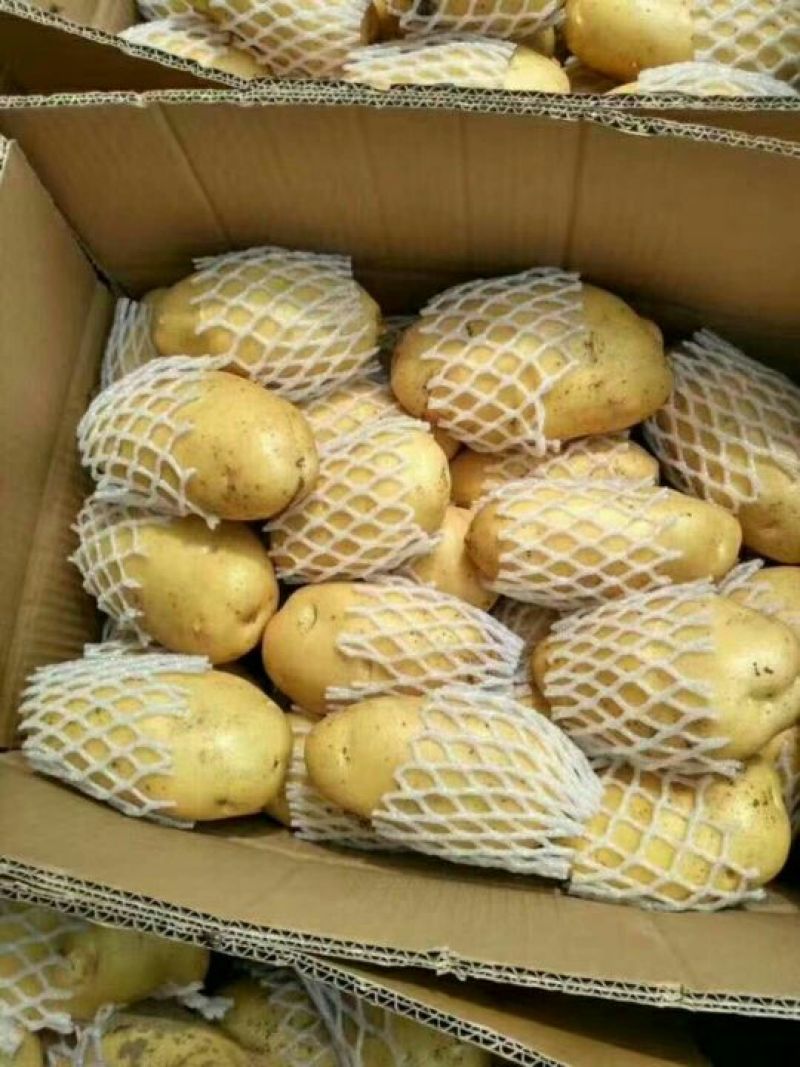 土豆货源地，大量出售，土豆色泽均匀，质优价廉