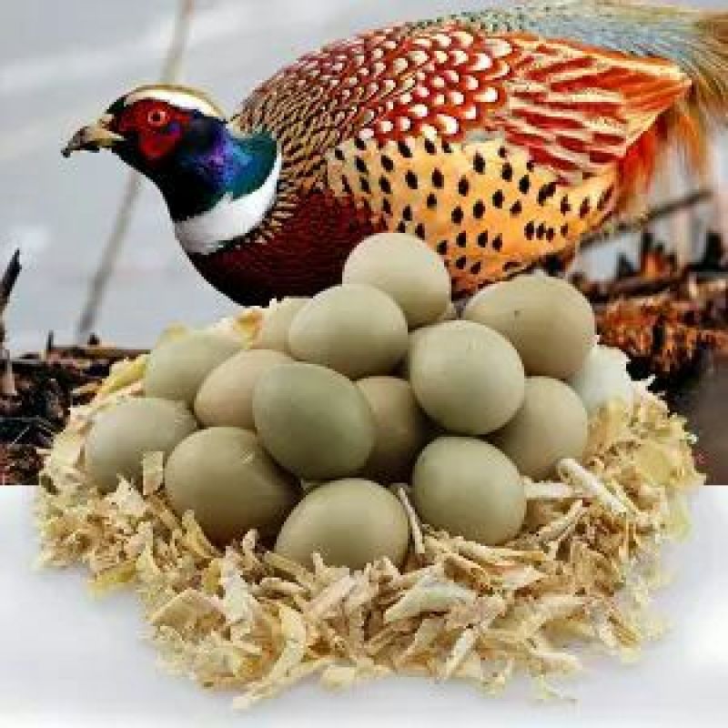 野鸡蛋50g以下食用