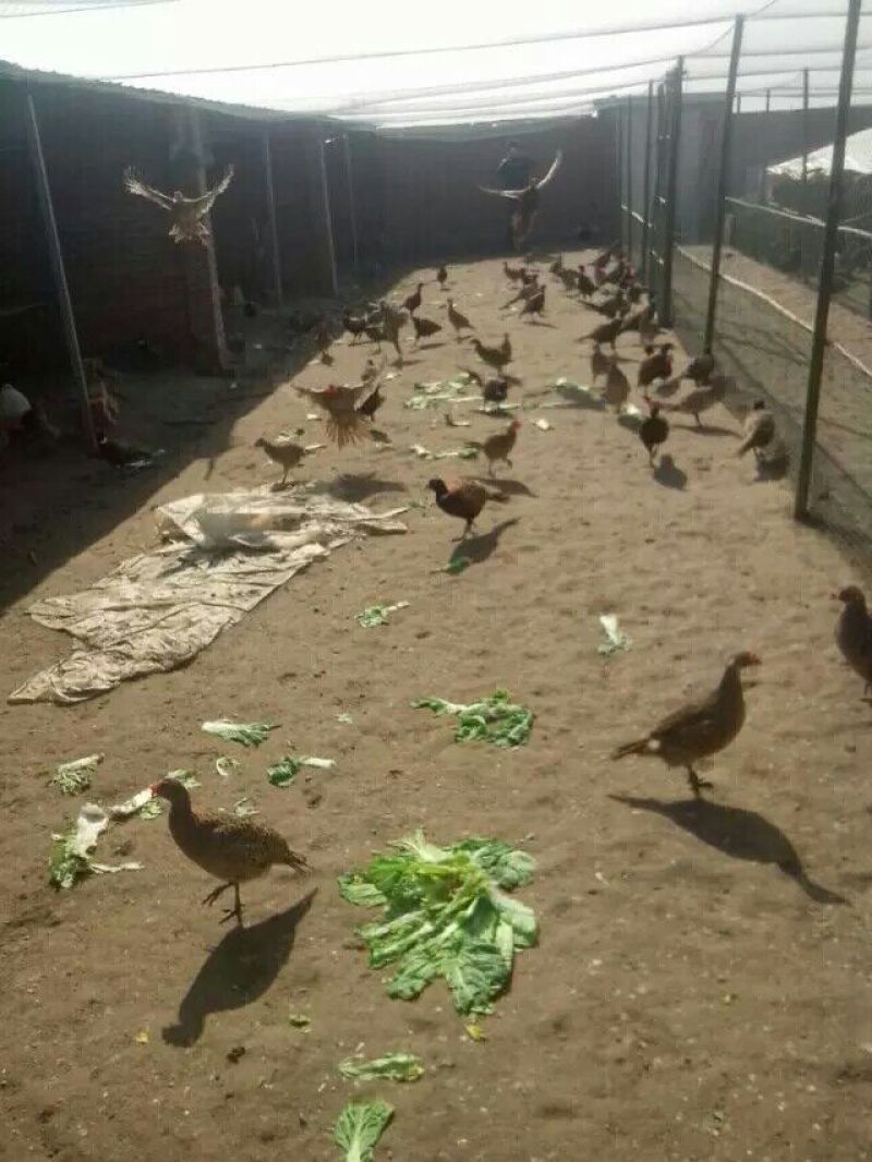 野鸡蛋50g以下食用