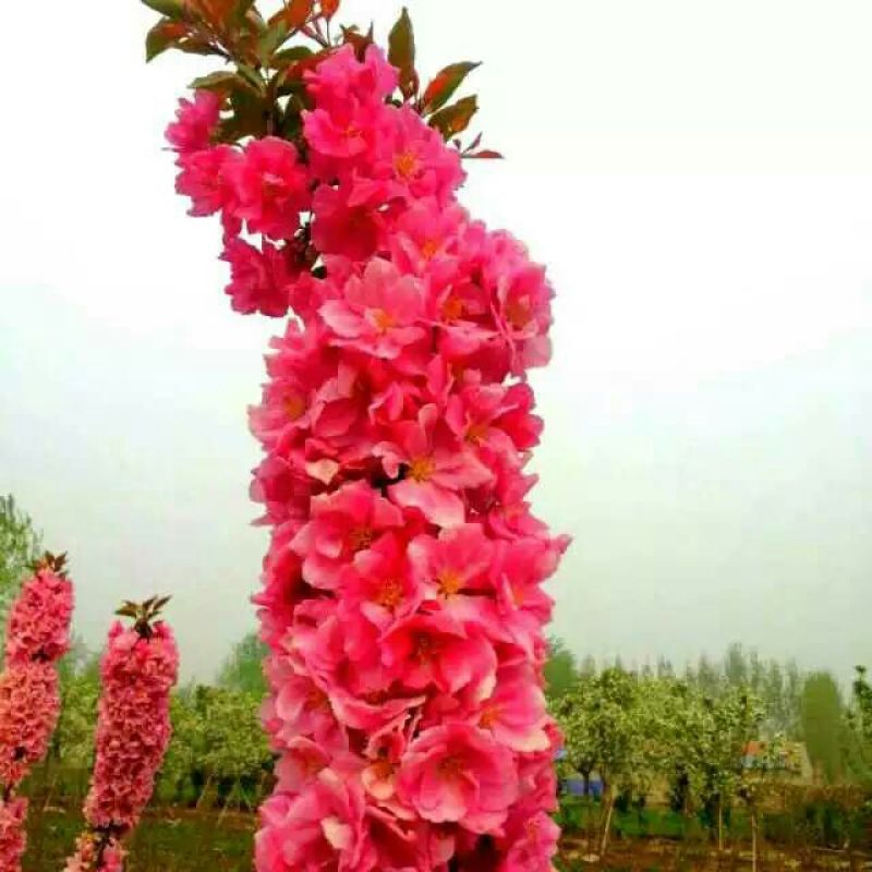 绚丽海棠4~6cm4~6cm4~6cm