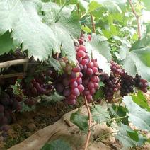 红巴拉多葡萄0.8~1斤5%以下