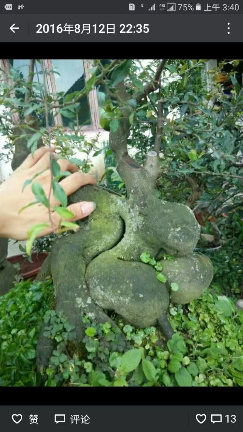黄荊疙瘩盆景