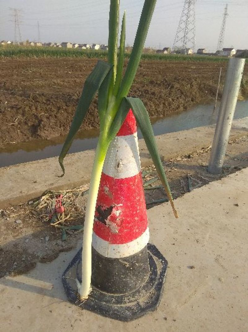 优质，长白，钢葱，大葱毛葱2cm左右30~40cm