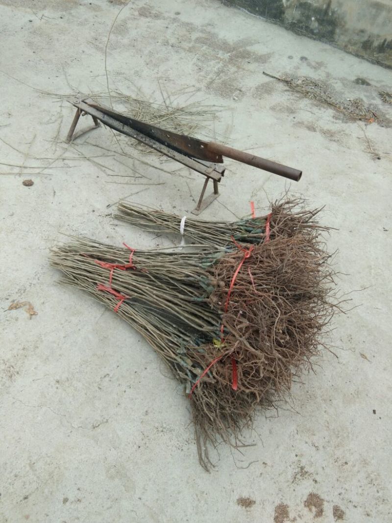 大红袍板栗苗泰山板栗苗品种纯正，山东板栗苗育苗基地