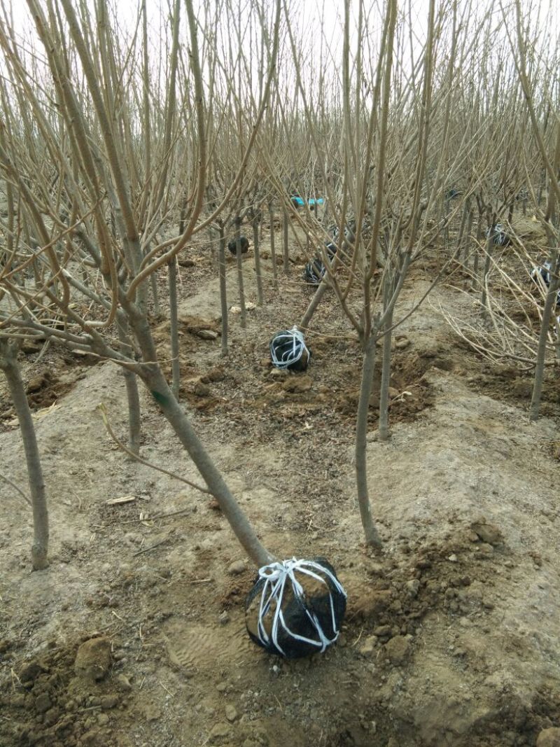樱花树，3~10公分樱花树，山东樱花树价格樱花
