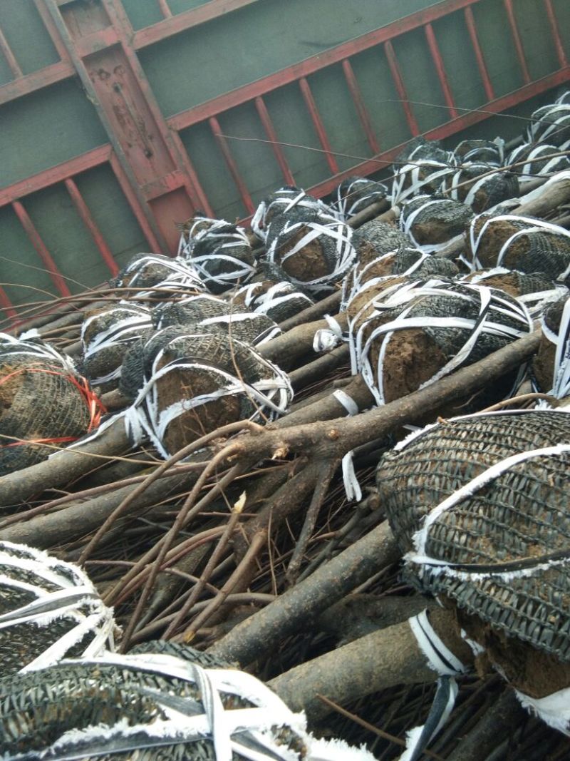 【开花的海棠树】北美海棠红宝石海棠绚丽海棠海棠花