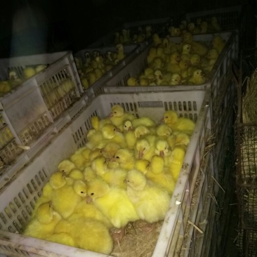 白鹅苗浦鹅杂交鹅苗，大三花