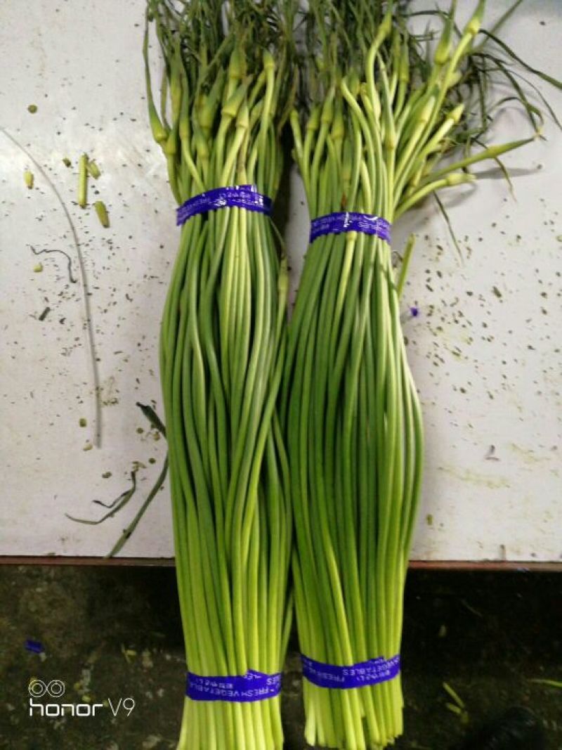 金乡红毛蒜薹精品50~60cm