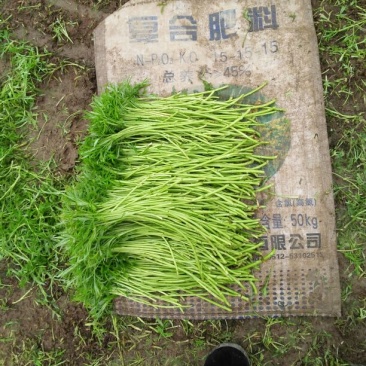 芦篙