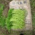 芦篙