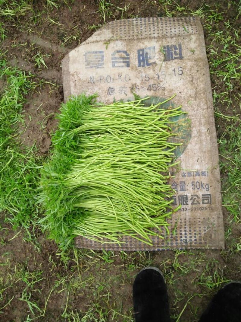芦篙