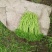 芦篙
