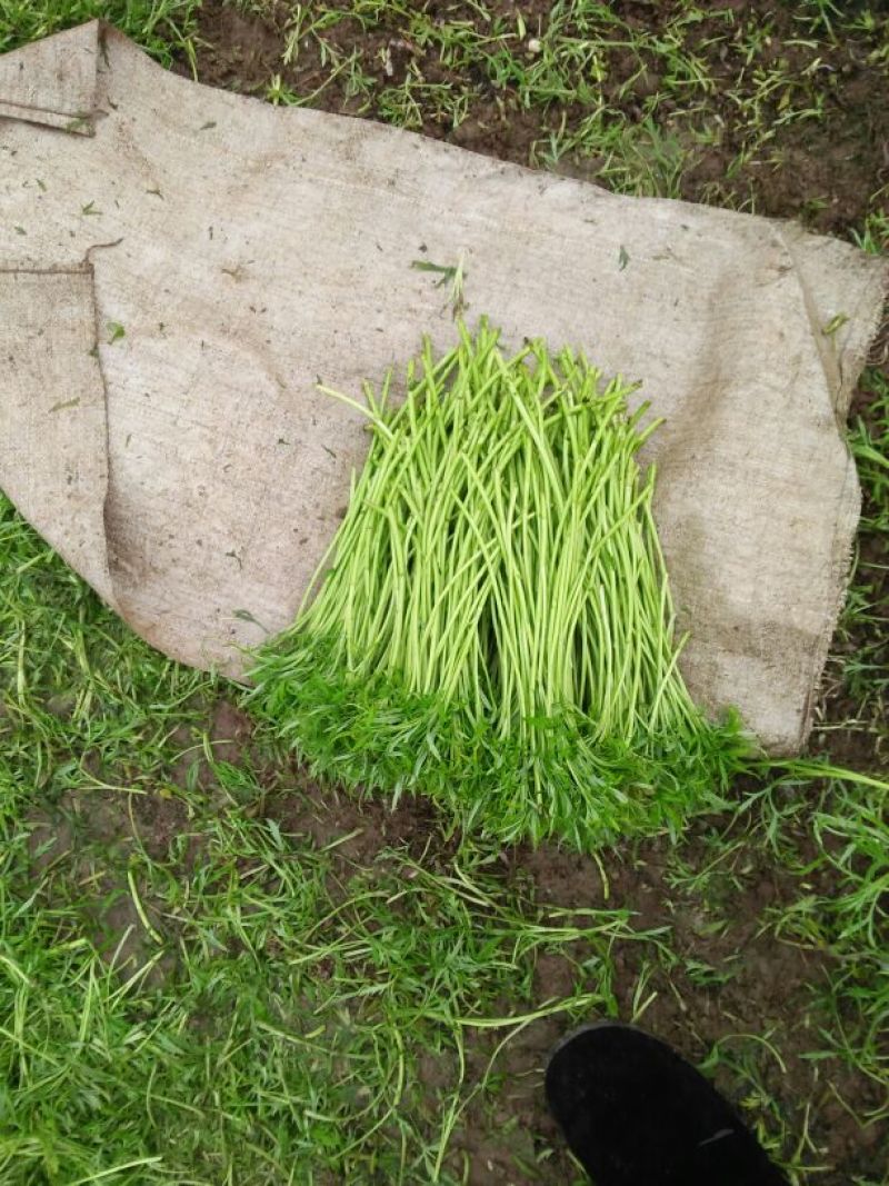 芦篙
