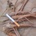 赤芍种苗，精品药用芍药苗苗农直销
