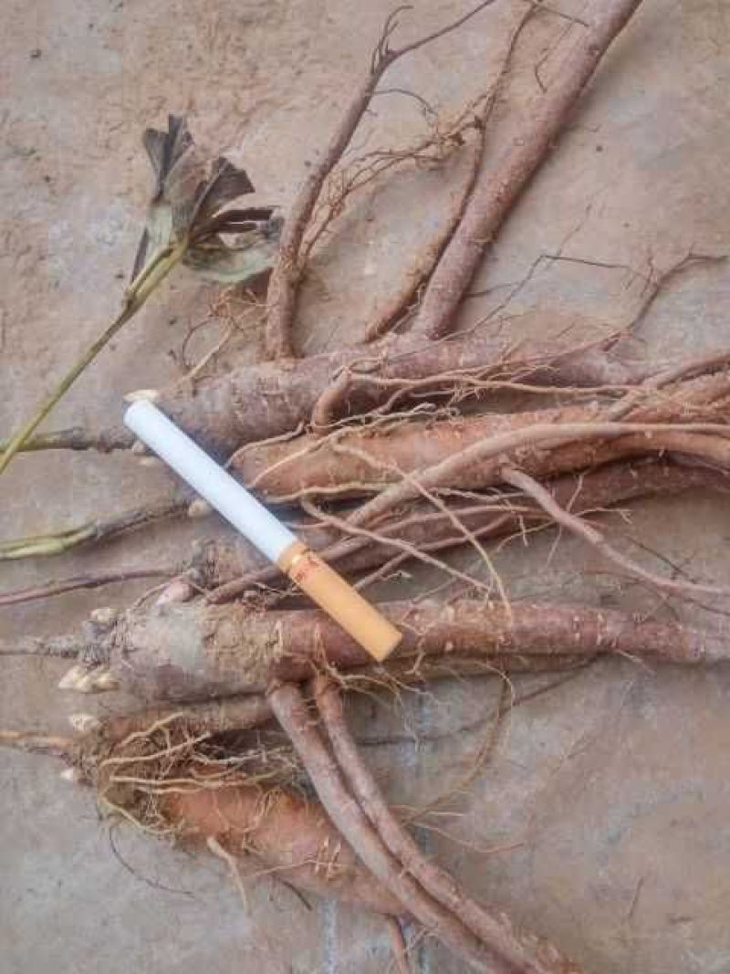 赤芍种苗，精品药用芍药苗苗农直销