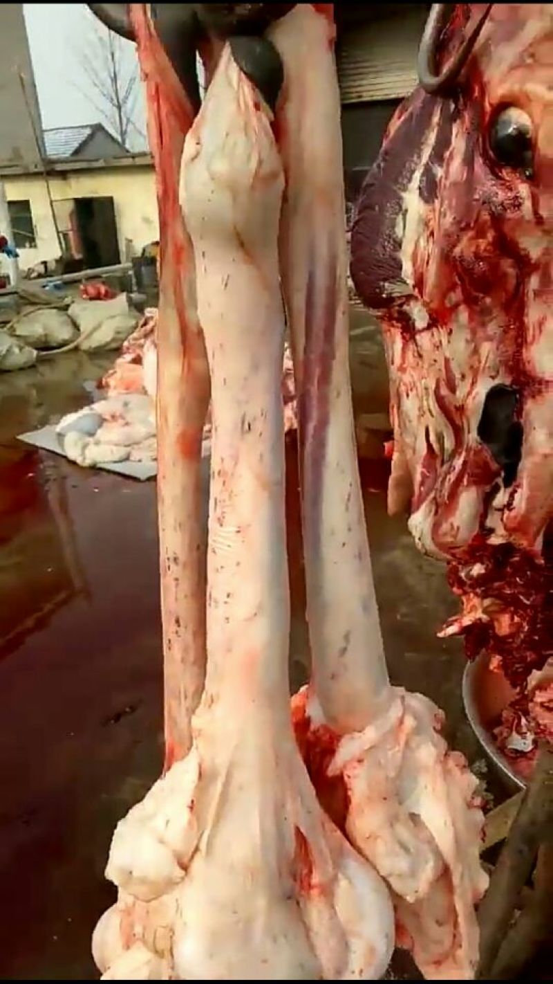驴肉鲜货