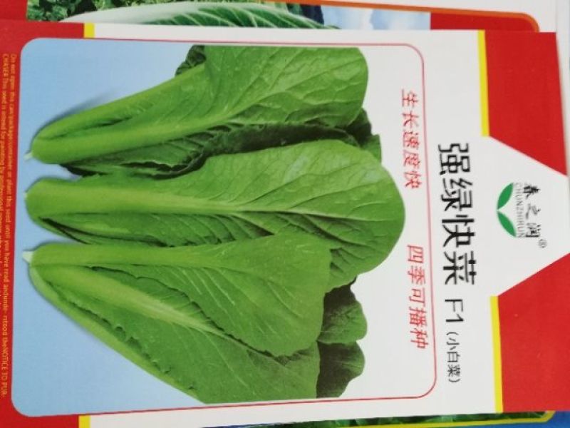 大白菜种子