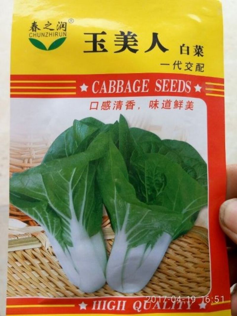 大白菜种子