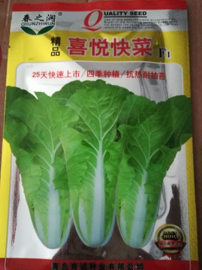 大白菜种子