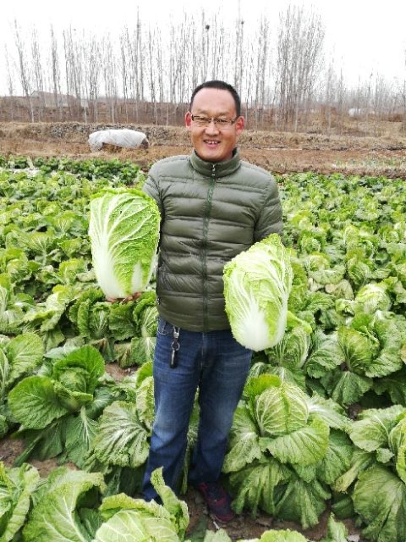 大白菜种子
