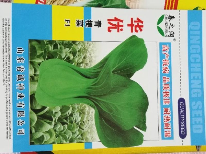 大白菜种子