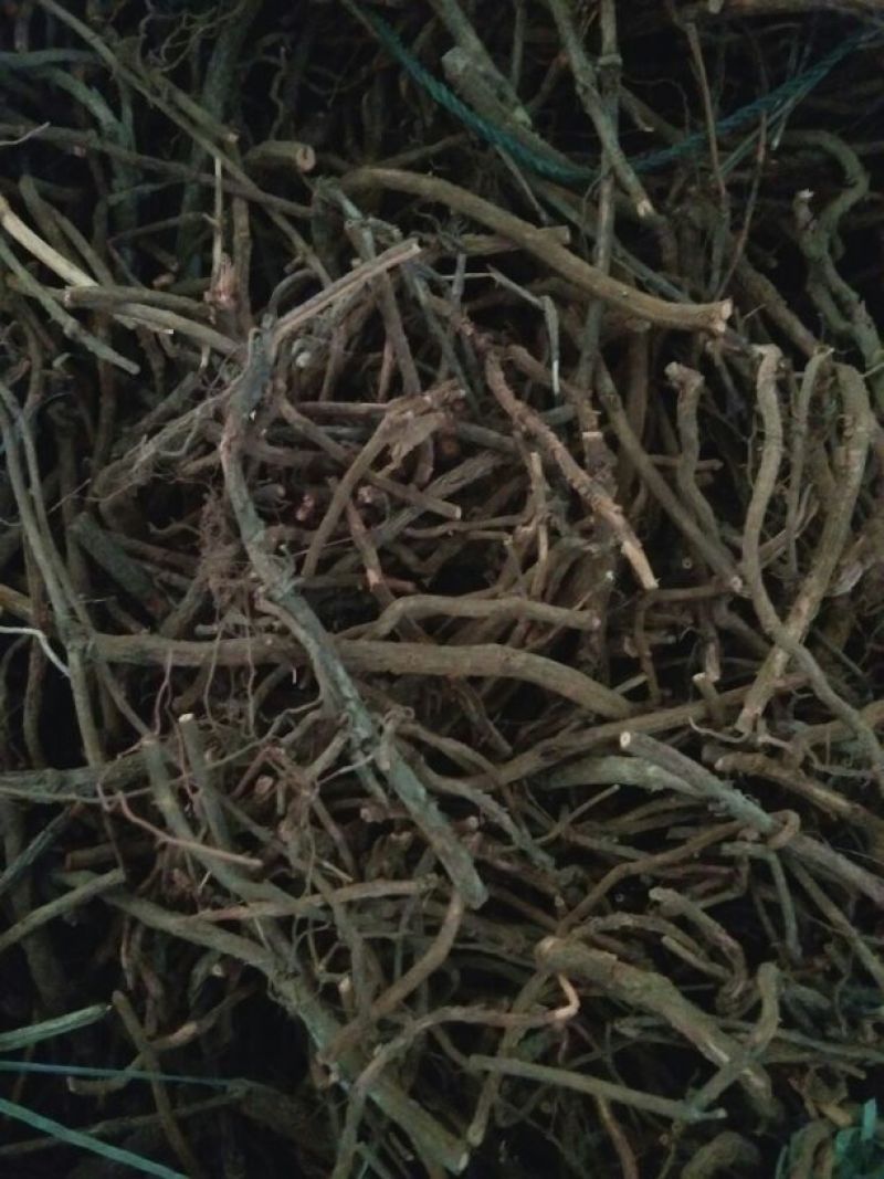 茜草