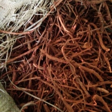茜草