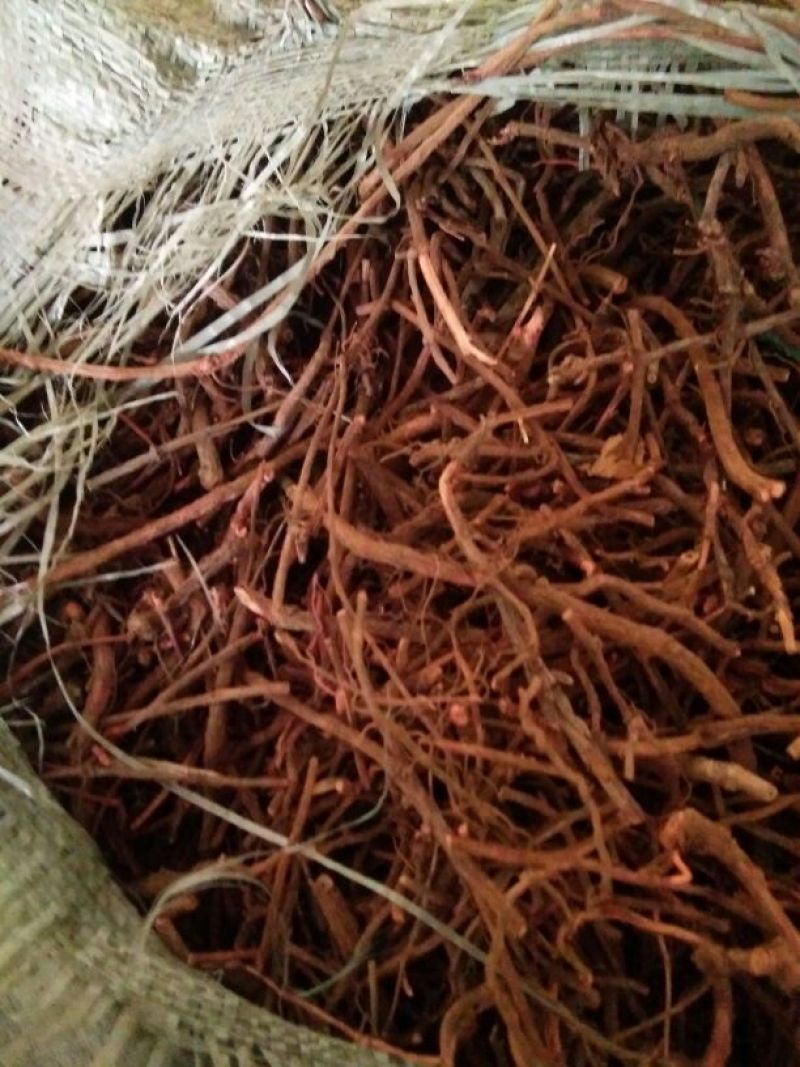 茜草