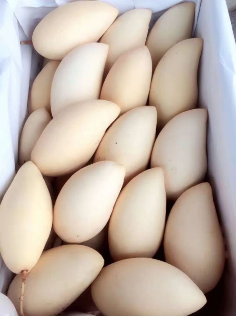 腰芒15两以上