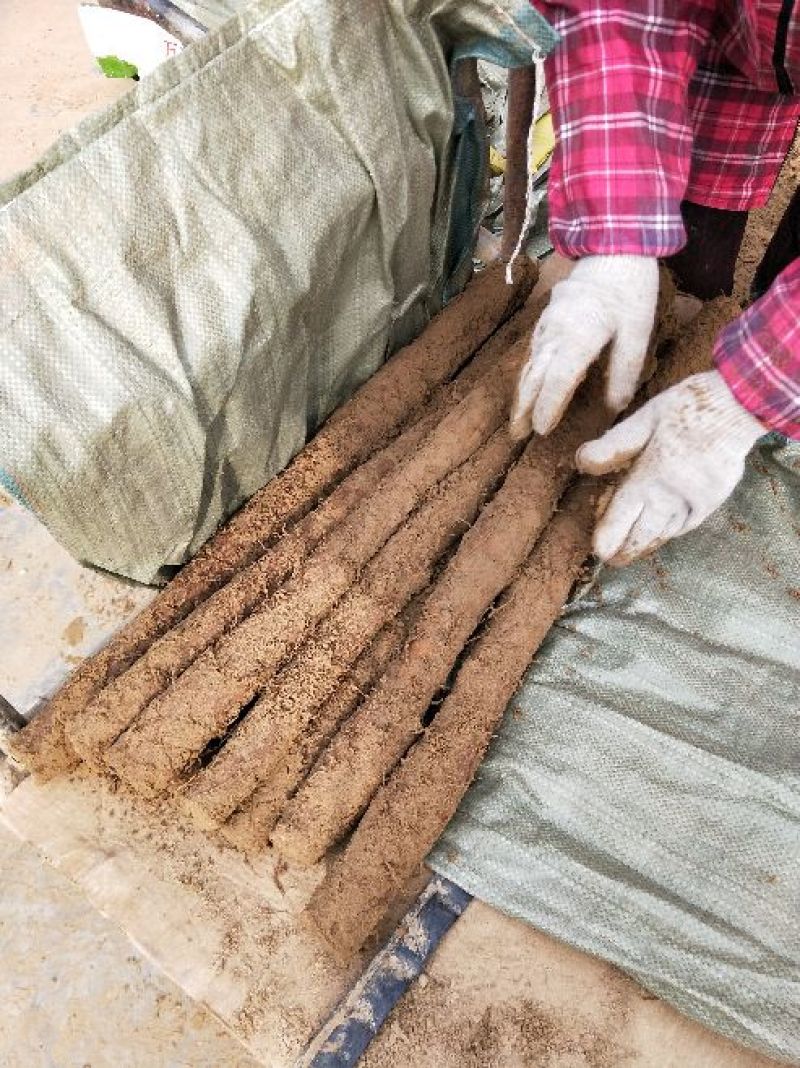 白玉山药3~4厘米一级通货，日本白山药