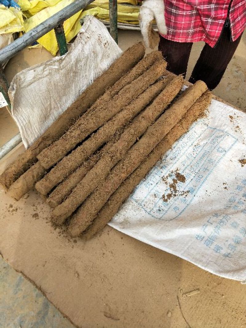 白玉山药3~4厘米一级通货，日本白山药